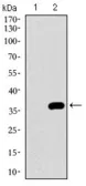 Anti-NRCAM antibody [7D8C5] used in Western Blot (WB). GTX60770