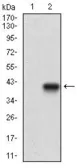 Anti-CD146 antibody [6C3E6] used in Western Blot (WB). GTX60775