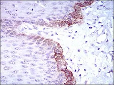 Anti-BRCA1 antibody [6C6D2] used in IHC (Paraffin sections) (IHC-P). GTX60779