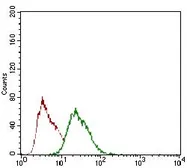 Anti-Rex1 antibody [5E11E7] used in Flow cytometry (FACS). GTX60780