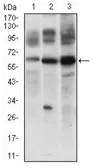 Anti-FLIP antibody [7A3D12] used in Western Blot (WB). GTX60781