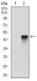 Anti-CD166 antibody [8E12C7] used in Western Blot (WB). GTX60782