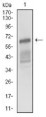 Anti-CD166 antibody [4H9A5] used in Western Blot (WB). GTX60798