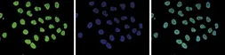 Anti-Histone H3K4me1 (Mono-methyl Lys4) antibody - ChIP grade used in Immunocytochemistry/ Immunofluorescence (ICC/IF). GTX60818
