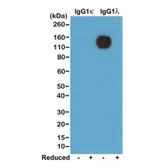 Rabbit Anti-Mouse lamda Light Chain antibody [RM110]. GTX60857