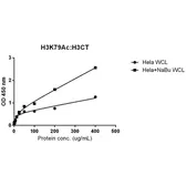 Anti-Histone H3K79ac (Acetyl Lys79) antibody [RM156] used in ELISA (ELISA). GTX60883