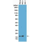 Anti-Histone H3.3 antibody [RM190] used in Western Blot (WB). GTX60889