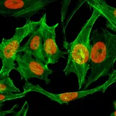 Anti-Histone H3K9me1 (Mono-methyl Lys9) antibody [RM150] used in Immunocytochemistry/ Immunofluorescence (ICC/IF). GTX60894