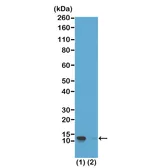 Anti-Histone H4S1ph (phospho Ser1) antibody [RM194] used in Western Blot (WB). GTX60903