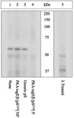 Anti-PKA 2 beta (phospho Ser114) antibody used in Western Blot (WB). GTX60925