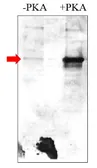 Anti-PDE4A (phospho Ser140) antibody used in Western Blot (WB). GTX60930