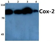 Anti-COX2 antibody used in Western Blot (WB). GTX60935