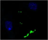 Anti-Neuropeptide Y antibody [8] used in Immunocytochemistry/ Immunofluorescence (ICC/IF). GTX60971