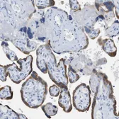 Anti-PAPP A antibody [PAPP A 1-1] used in IHC (Paraffin sections) (IHC-P). GTX60972