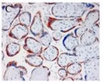 Anti-PAPP A antibody [PAPP A 1-24] used in IHC (Paraffin sections) (IHC-P). GTX60973