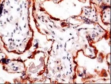 Anti-PAPP A antibody [9] used in IHC (Frozen sections) (IHC-Fr). GTX60974