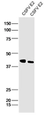 Anti-CSFV E2 protein antibody used in Western Blot (WB). GTX60997