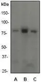 Anti-PI3 kinase p85 alpha antibody [EP380Y], C-term used in Western Blot (WB). GTX61304