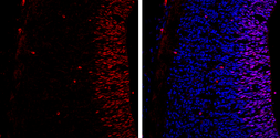 Anti-SOX2 antibody [GT1876] used in IHC (Frozen sections) (IHC-Fr). GTX627404