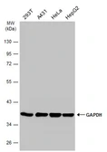 Anti-GAPDH antibody [GT239] used in Western Blot (WB). GTX627408