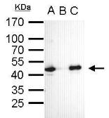 Anti-Oct4 antibody [GT735] used in Immunoprecipitation (IP). GTX627423