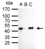 Anti-Oct4 antibody [GT735] used in Immunoprecipitation (IP). GTX627423