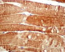 Anti-ATG4A antibody [EPR4122] used in IHC (Paraffin sections) (IHC-P). GTX62753