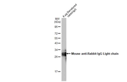 Mouse Anti-Rabbit IgG (Light chain) antibody [GT1779] (HRP). GTX628142-01