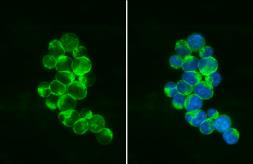 Anti-PEX19 antibody [GT554] used in Immunocytochemistry/ Immunofluorescence (ICC/IF). GTX628212