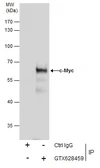 Anti-c-Myc antibody [GT168] used in Immunoprecipitation (IP). GTX628459