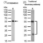 Mouse Anti-Rat IgG (Heavy chain) antibody [GT782] (HRP). GTX628460-01