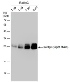 Mouse Anti-Rat IgG (Light chain) antibody [GT569] (HRP). GTX628461-01
