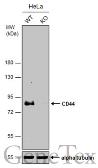 Anti-CD44 antibody [GT981] used in Western Blot (WB). GTX628472