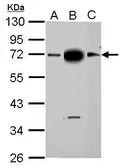Anti-SAMHD1 antibody [GT851] used in Western Blot (WB). GTX628473