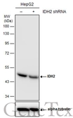 Anti-IDH2 antibody [GT673] used in Western Blot (WB). GTX628487
