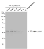 Anti-HA tag antibody [GT423] used in Western Blot (WB). GTX628489