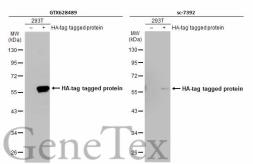 Anti Ha Tag Antibody Gt423 Gtx628489 Genetex