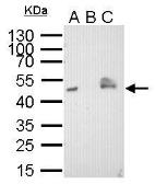 Anti-V5 tag antibody [GT1071] used in Immunoprecipitation (IP). GTX628529