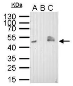 Anti-V5 tag antibody [GT1071] used in Immunoprecipitation (IP). GTX628529