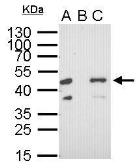 Anti-RFP antibody [GT1610] used in Immunoprecipitation (IP). GTX628545