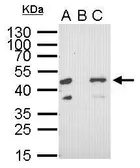 Anti-RFP antibody [GT1610] used in Immunoprecipitation (IP). GTX628545