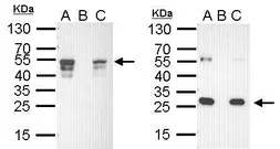 EasyBlot anti Goat IgG (HRP). GTX628547-01