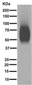 Anti-CD80 antibody [EPR1157(2)] used in Western Blot (WB). GTX62858