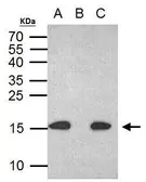 Anti-Histone H2A.XS139ph (phospho Ser139) antibody [GT2311] used in Immunoprecipitation (IP). GTX628789