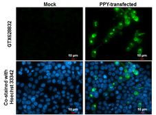 Anti-Pancreatic Polypeptide antibody [GT6512] used in Immunocytochemistry/ Immunofluorescence (ICC/IF). GTX628832