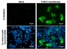 Anti-PSRC1 antibody [GT615] used in Immunocytochemistry/ Immunofluorescence (ICC/IF). GTX628833