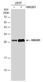 Anti-HMGB1 antibody [GT383] used in Western Blot (WB). GTX628834