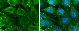 Anti-Glyoxalase I antibody [GT552] used in Immunocytochemistry/ Immunofluorescence (ICC/IF). GTX628890