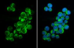 Anti-PEX19 antibody [GT533] used in Immunocytochemistry/ Immunofluorescence (ICC/IF). GTX628892