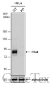 Anti-CD44 antibody [GT462] used in Western Blot (WB). GTX628895